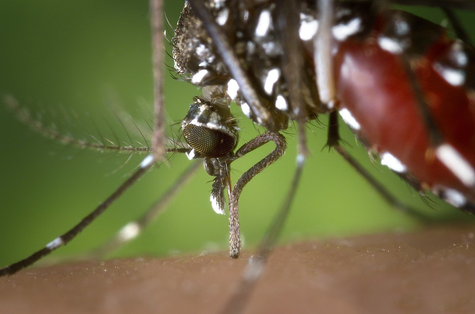 Campanha contra o Aedes